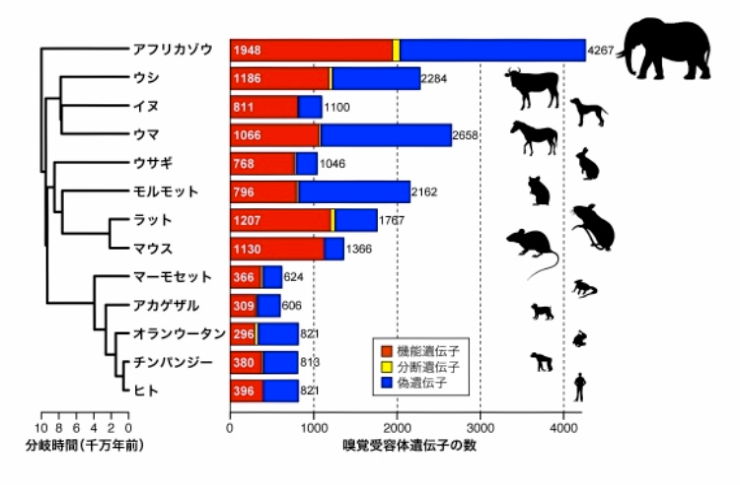 犬より嗅覚が優れている動物2【ブドワールログ】