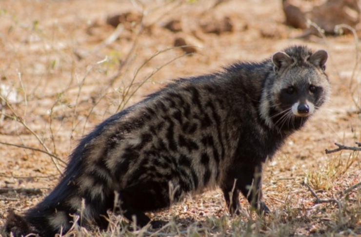 霊猫香【シャネルNO5】の正体3【ブドワールログ】