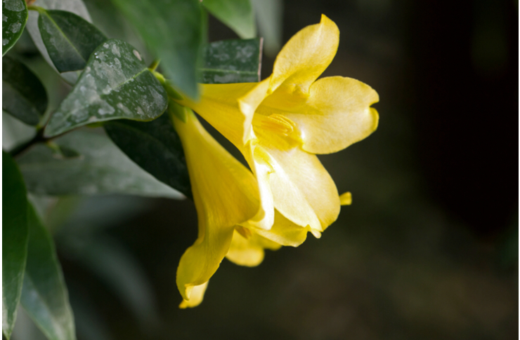 甘い香りを放つ猛毒の花2【ブドワールログ】