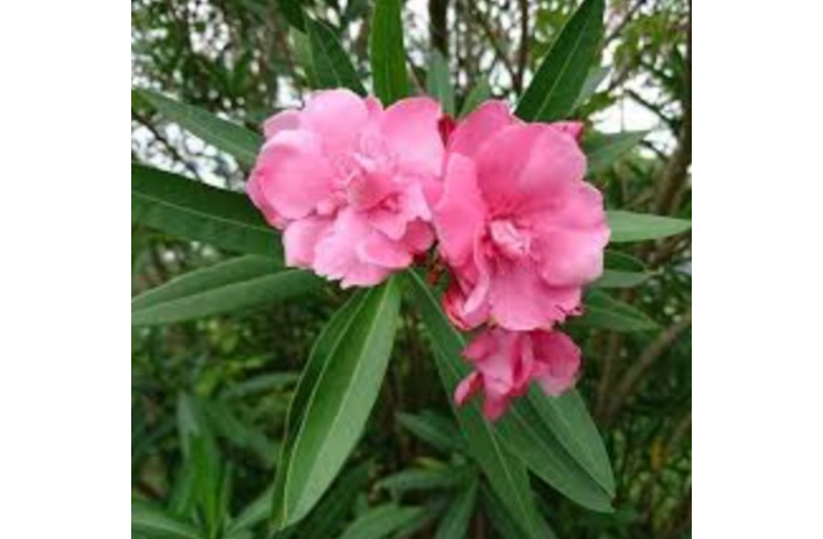 甘い香りを放つ猛毒の花3【ブドワールログ】