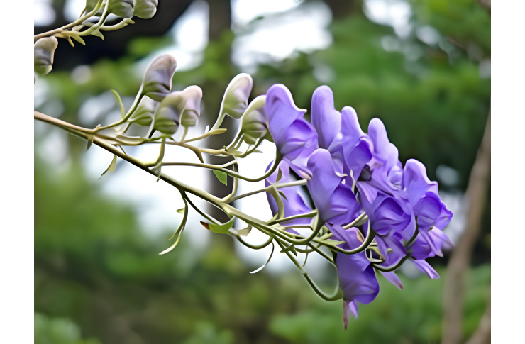 甘い香りを放つ猛毒の花4【ブドワールログ】